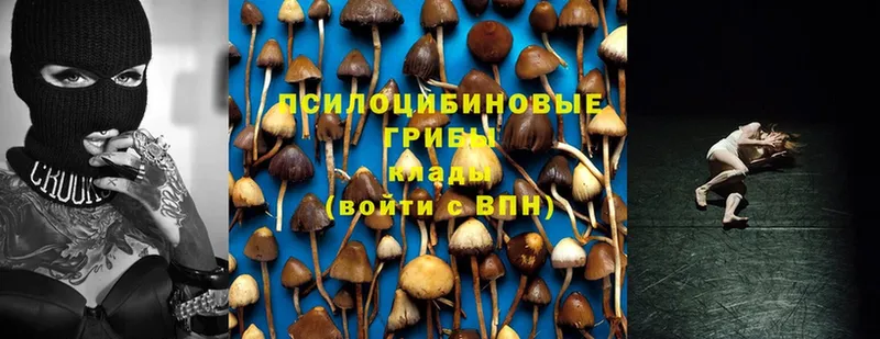 блэк спрут tor  Иннополис  Псилоцибиновые грибы Magic Shrooms 